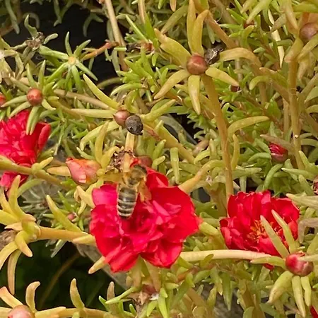 Golyashaz Апартаменты *