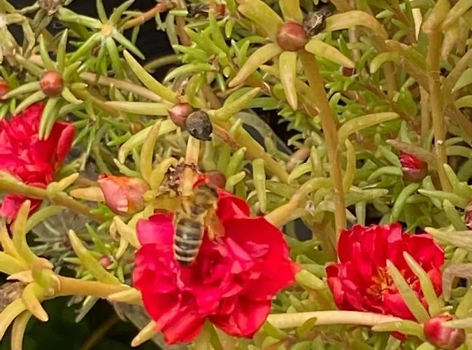 Golyashaz Appartement *