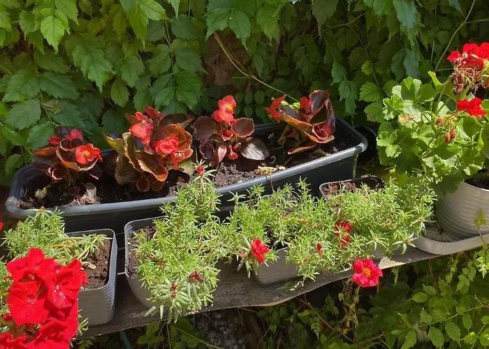 Golyashaz * Kovagoors