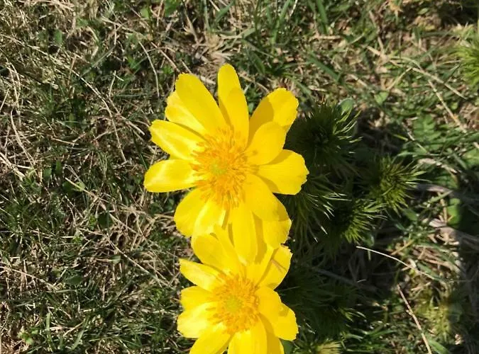 Golyashaz * Kovagoors